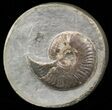 Ammonite (Eleganticeras) In Polished Concretion - England #57902-1